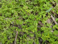 Ranunculus platensis