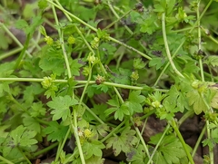 Ranunculus platensis
