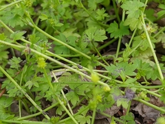 Ranunculus platensis