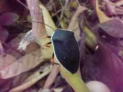 Brachystethus improvisus