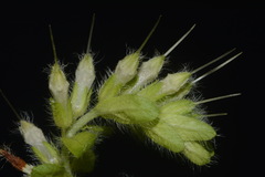 Lithospermum decipiens