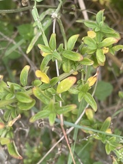 Achyropsis leptostachya