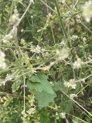 Achyropsis leptostachya