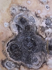Aureobasidium pullulans