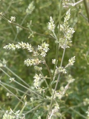 Achyropsis leptostachya