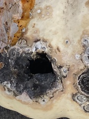 Aureobasidium pullulans