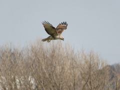Buteo japonicus