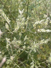 Achyropsis leptostachya
