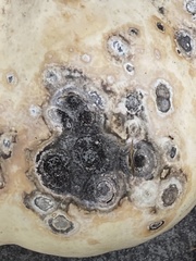 Aureobasidium pullulans