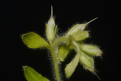 Lithospermum decipiens
