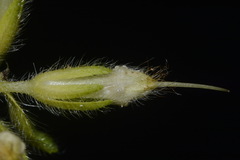 Lithospermum decipiens