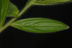 Lithospermum decipiens