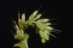 Lithospermum decipiens