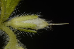 Lithospermum decipiens