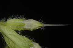 Lithospermum decipiens