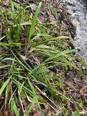 Carex hendersonii