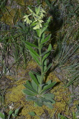 Lithospermum decipiens
