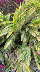 Alpinia zerumbet