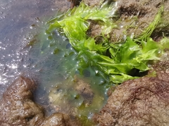 Ulva lactuca