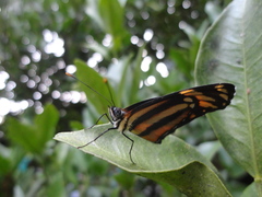 Nymphalidae