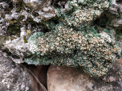 Squamarina cartilaginea