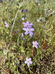 Leptosiphon androsaceus
