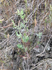 Extriplex joaquinana