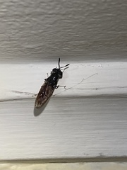 Hermetia illucens