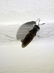 Hermetia illucens