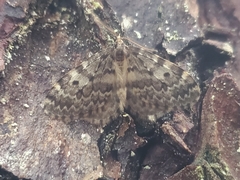 Malacodea pulchraria