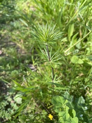 Leptosiphon androsaceus