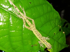 Anolis princeps