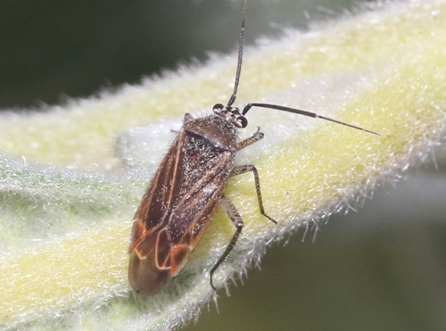 Yerba Santa Plant Bug (Pseudopsallus angularis) · iNaturalist