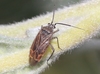 Yerba Santa Plant Bug - Photo (c) James Bailey, some rights reserved (CC BY-NC), uploaded by James Bailey