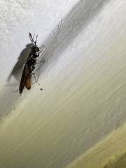 Hermetia illucens