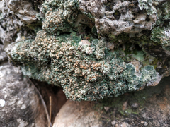 Squamarina cartilaginea