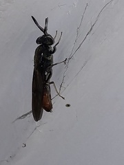 Hermetia illucens
