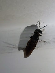 Hermetia illucens