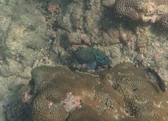 Cephalopholis formosa
