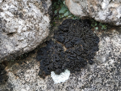 Lathagrium auriforme