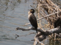 Phalacrocorax carbo hanedae