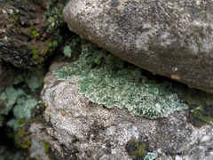 Squamarina cartilaginea