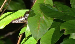Parthenos sylvia