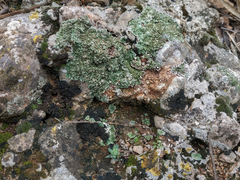 Lathagrium auriforme