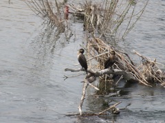 Phalacrocorax carbo hanedae