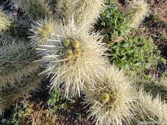 Cylindropuntia bigelovii