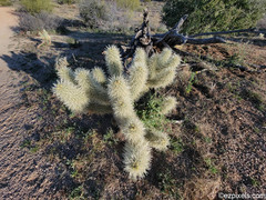 Cylindropuntia bigelovii