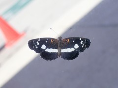 Castilia griseobasalis