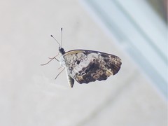 Castilia griseobasalis