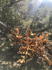 Phoradendron bolleanum densum